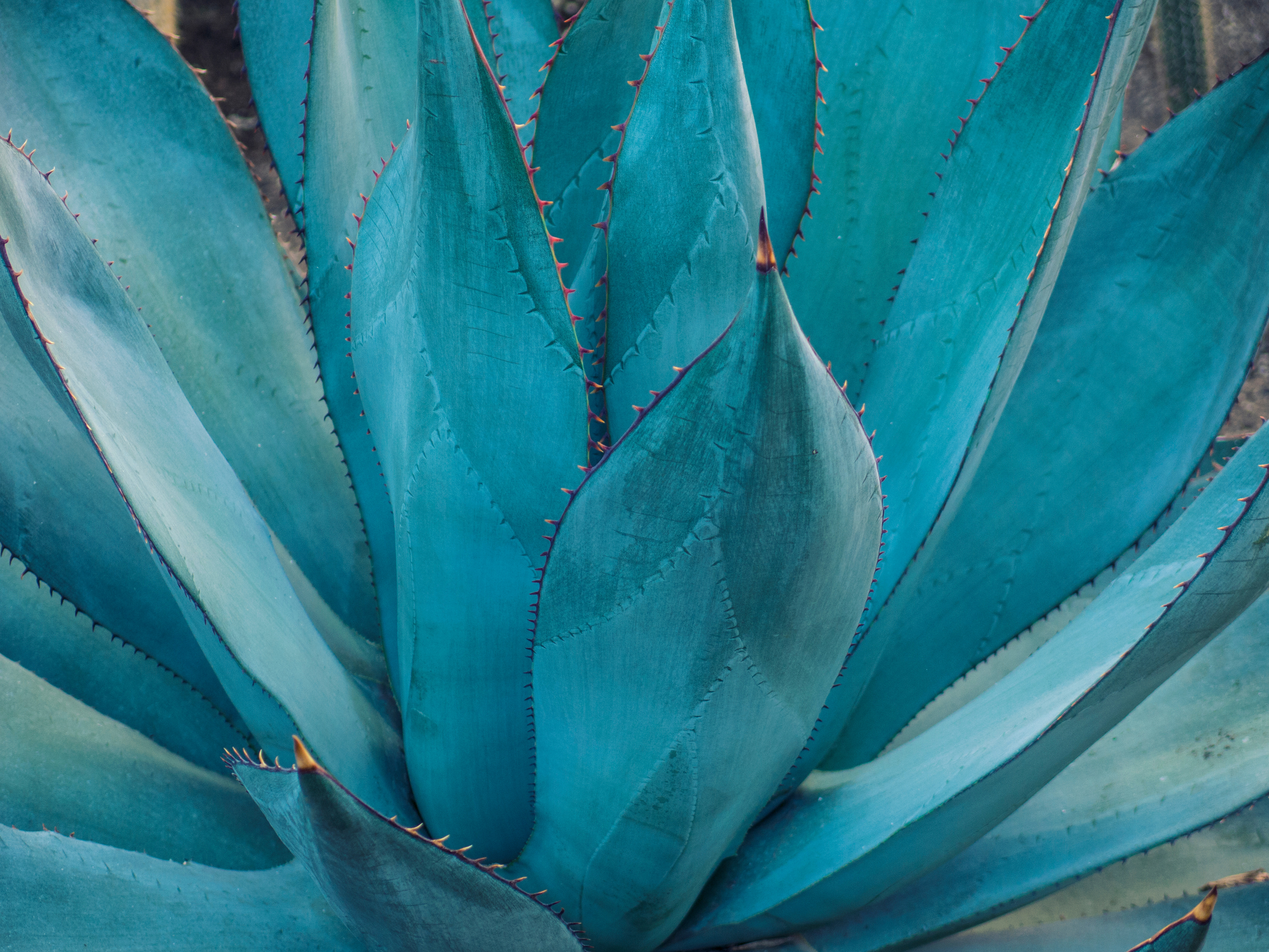 agave detail